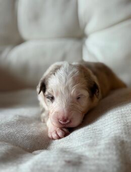Australian Shepherd Welpen - Oberweser