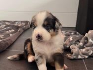 Wunderschöne Australian Shepherd Welpen. - Hagen (Stadt der FernUniversität)