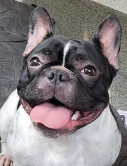 Französische Bulldogge - Gelsenkirchen