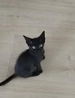 Junge, Kater Seiko & Moltó - Karlsruhe