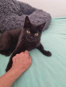 💕Samanta wartet auf ihr Glück 💕 - Freilassing