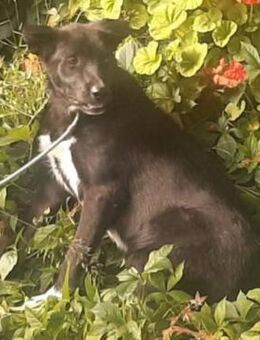 Ferrero ist anfangs noch ängstlich - Donaueschingen