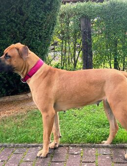 Zuhause mit Herz gesucht: Für unsere sensible Boerboel-Hündin (10 Monate) - Rudolstadt