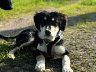 Hazel, fröhlich, sozial, kinderlieb, - Seefeld (Bayern)