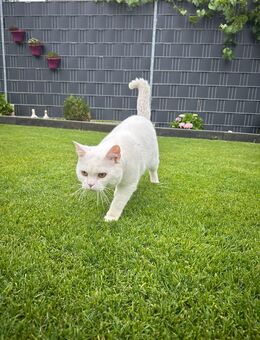 BKH Kater – 1 Jahr alt – Sucht dringend ein liebevolles Zuhause - Trebur
