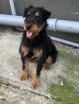 Momo, kleiner Hundemann braucht Körbchen - Langenhagen