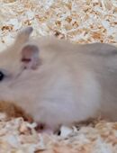 junge wunderschöne Dsungaren dsungarischer Zwerghamster dschungarischer Hamster in 01844