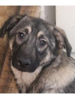 Poppy - Pflegestelle oder Zuhause gesuch - Oberwies