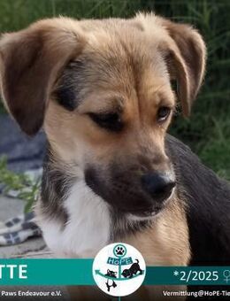 Kleine LOTTE *02/2025 - Leimen (Baden-Württemberg)