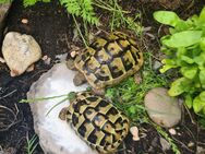 Schildkröten einzeln oder zusammen abzugeben, gern inkl Technik und Frühbeet - Saarbrücken