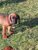 Bayrische Gebirgsschweißhund Welpen zu in 49716