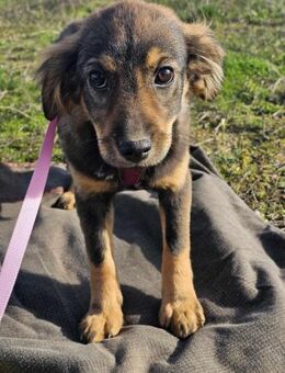 Minikleines Welpinchen Emelie..... - Mannheim