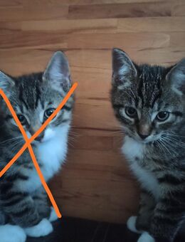 BKH-Mix Junge - Mücheln (Geiseltal)