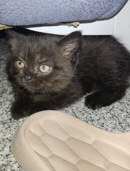 🐱 BKH-Perser-Mix Kitten verschmust und liebevoll sehr verspielt (Weibchen) sucht liebevolles Zuhause 🏡 - Gladbeck