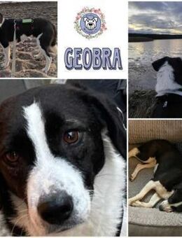 GEOBRA * freundlich und verschmust - Duisburg