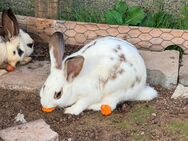 Kaninchen zum abgeben - Schönbrunn