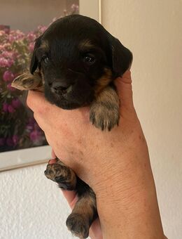 Zwergpudel x Yorkshire Terrier Welpen - Bokholt-Hanredder