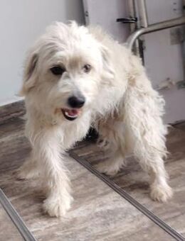 CHARLY - bald in 53909 Zülpich - Weilheim (Oberbayern)