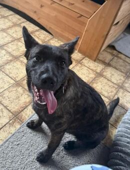 MARCY - total freundlich und lernwillig - Overath