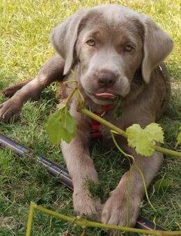 Wir haben ab sofort super süße reinrassige Labrador Welpen abzugeben - Rathenow