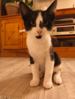 Katzen Kitten geb. 08.06.25 - Osterholz-Scharmbeck
