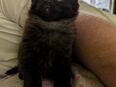 Katze und Kater suchen ein Zuhause in 66687
