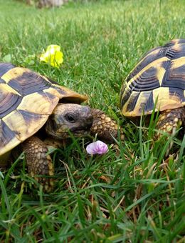 2 Griechische Landschildkröten (THB), Schildkröten, Nachzuchten 2020 - Göppingen