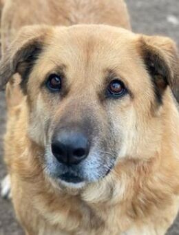 Linn, geb. ca. 05/2020, GRIECHENLAND - Markdorf