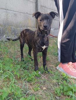 Floki möchte gerne die Welt entdecken ! - Dortmund