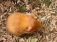 Goldhamster weiblich in 38120