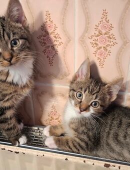 Drei Sontags-Kater (geb. 20. Juli 2025) suchen ein Zuhause - entwurmt, stubenrein, Tierarztcheck - Hamburg