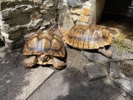 Sulcata Spornschildkröte Jungtiere - Delbrück