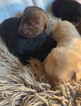 Labrador Welpen - Winterlingen