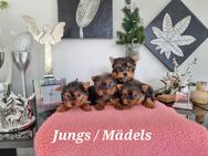 Yorkshire Terrier Babys / Chip - Simbach