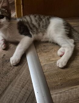 EKH Kitten abgabebereit - Gladbeck