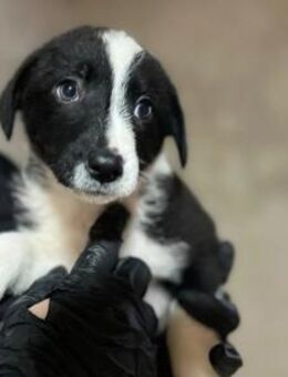 Welpe 11 C sucht Zuhause und Namen 💕 - Kallmünz