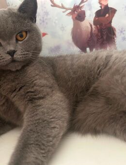 Bkh britisch kurzhaar Katze - Spelle