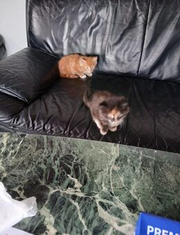 Zauberhafte Main-Coon - Mischlinge (Glückskätzchen 3-farbig) sowie rot-weiß, rot  und Tigerchen mit weiß - Pfaffenhofen (Ilm)