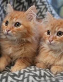 LOKI&HARAS - Zwei kleine Kämpfer ! - Sulzbach-Laufen