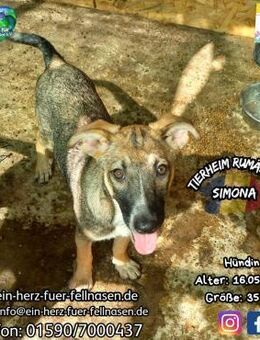 SIMONA - ein Herz auf vier Pfoten - Waakirchen