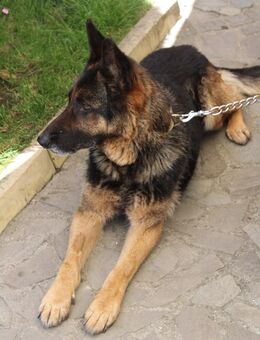 Ashly Schäferhund Hündin - Herne