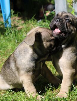 Französische Bulldoggen Welpen aus erfahrener Vereinszucht mit Stammbaum - Thaleischweiler-Fröschen
