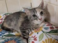 Chloe - die scheue Schönheit - Kirchheim (München)