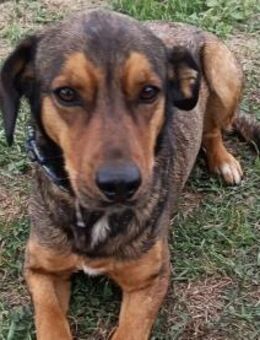 Charmanter Brendon sucht euch - Olsberg