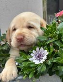 Labrador-Welpen, reinrassig, weiß, redfoxund braun in 99947