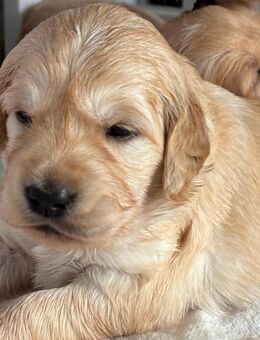 Golden Retriever Welpen - Schafstedt