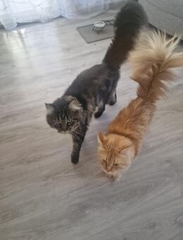 Maine Coon - Göppingen