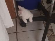 Katzenbaby schneeweiß mit leuchtend blauen Augen auszugsbereit - Wanderup