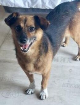 Roger/Bobi 35 cm (Pflegestelle) - Alpenrod