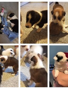 Border - Collie Welpen - Delve